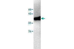 Western blot analysis of HEK293 whole cell lystae with ALDOB monoclonal antibody, clone 10  at 1:500 dilution. (ALDOB 抗体)