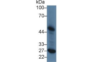 Western Blot; Sample: Canine Liver lysate; Primary Ab: 2µg/ml Rabbit Anti-Canine LpPLA2 Antibody Second Ab: 0. (PLA2G7 抗体  (AA 22-444))