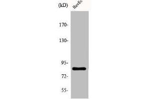 Western Blot analysis of HuvEc cells using ALS2CR8 Polyclonal Antibody (CDKN2AIP 抗体  (Internal Region))
