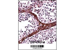BRD1 Antibody immunohistochemistry analysis in formalin fixed and paraffin embedded human testis tissue followed by peroxidase conjugation of the secondary antibody and DAB staining. (BRD1 抗体  (N-Term))