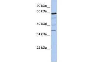 Western Blotting (WB) image for anti-UDP-N-Acetyl-alpha-D-Galactosamine:polypeptide N-Acetylgalactosaminyltransferase-Like 1 (GALNTL1) antibody (ABIN2459301) (GALNTL1 抗体)