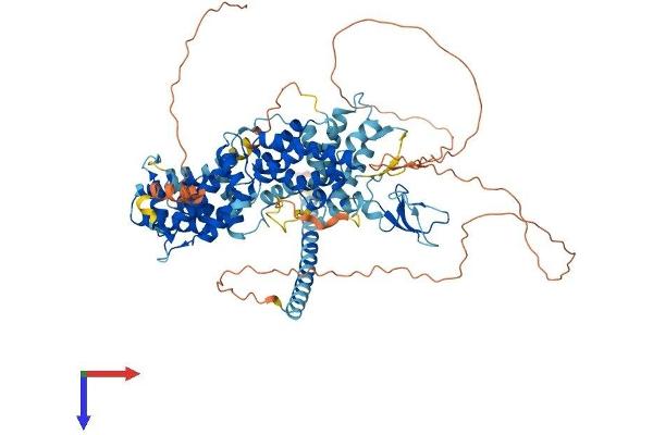 RASGRP1 Protein (AA 1-795) (His tag)