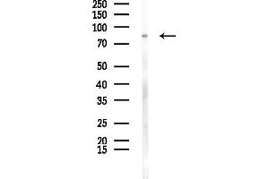 anti-Chloride Channel 4 (CLCN4) (Internal Region) antibody