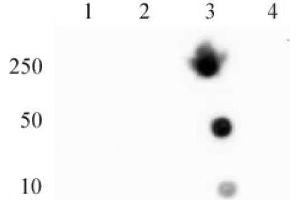 Histone H4 trimethyl Lys20 mAb (Clone 6F8-D9) tested by dot blot analysis. (Histone H4 抗体  (3meLys20))