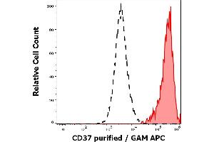 Separation of human CD37 positive lymphocytes (red-filled) from human CD37 negative lymphocytes (black-dashed) in flow cytometry analysis (surface staining) of peripheral whole blood stained using anti-human CD37 (MB-1) purified antibody (concentration in sample 0,2 μg/mL, GAM APC). (CD37 抗体)