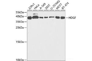 Western blot analysis of extracts of various cell lines using HDGF Polyclonal Antibody at dilution of 1:1000. (HDGF 抗体)