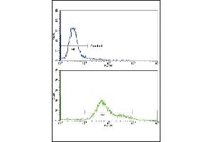Flow cytometric analysis of hela cells using GS Antibody (C-term)(bottom histogram) coared to a negative control cell (top histogram)FITC-conjugated goat-anti-rabbit secondary antibodies were used for the analysis. (GMP Synthase 抗体  (C-Term))