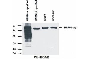 Western blotting analysis of Hsp90 alpha and beta protein by antibody MBH90AB to both Hsp90 isoform. (HSP90 alpha/beta 抗体  (N-Term))