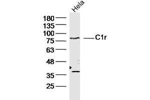 Human Hela cells probed with C1r Polyclonal Antibody, unconjugated  at 1:300 overnight at 4°C followed by a conjugated secondary antibody at 1:10000 for 90 minutes at 37°C. (C1R 抗体  (AA 231-430))