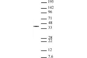Histone H1 antibody tested by Western Blot. (Histone H1 抗体  (AA 109-256))