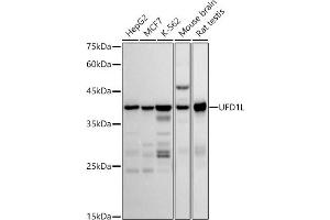 Western blot analysis of extracts of various cell lines, using UFD1L antibody (ABIN7271135) at 1:500 dilution. (UFD1L 抗体)