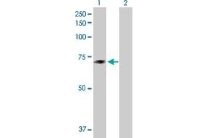Western Blot analysis of TXNDC3 expression in transfected 293T cell line by TXNDC3 MaxPab polyclonal antibody. (TXNDC3/NME8 抗体  (AA 1-588))