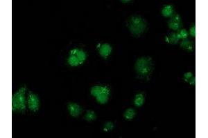 Anti-GPHN mouse monoclonal antibody (ABIN2454074) immunofluorescent staining of COS7 cells transiently transfected by pCMV6-ENTRY GPHN (RC205986). (Gephyrin 抗体)