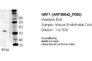 Western Blotting (WB) image for anti-Nuclear Respiratory Factor 1 (NRF1) (N-Term) antibody (ABIN501698) (NRF1 抗体  (N-Term))