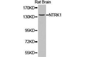Western Blotting (WB) image for anti-Neurotrophic Tyrosine Kinase, Receptor, Type 1 (NTRK1) antibody (ABIN1873972)
