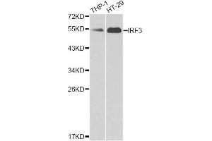 Western blot analysis of extracts of various cell lines, using IRF3 antibody (ABIN4904080) at 1:1000 dilution. (IRF3 抗体)