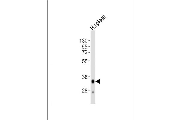 HLA-DQA1 抗体  (C-Term)