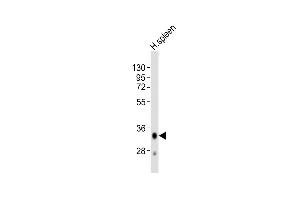 Anti-HLA-DQA1 Antibody (C-term)at 1:2000 dilution + human spleen lysates Lysates/proteins at 20 μg per lane. (HLA-DQA1 抗体  (C-Term))