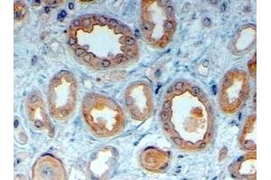 (ABIN185307) (4 μg/mL) staining of paraffin embedded Human Kidney. (LRP6 抗体  (AA 1546-1560))