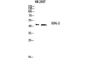 Western Blot (WB) analysis of KB 293T lysis using EDG-2 antibody. (BUD31 抗体  (N-Term))