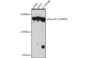 Western blot analysis of extracts of various cell lines, using Exportin 5 (XPO5) (XPO5) Rabbit mAb (ABIN1682763, ABIN3018126, ABIN3018127 and ABIN7101577) at 1:1000 dilution. (XPO5 抗体)
