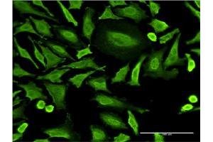 Immunofluorescence (IF) image for anti-Ring Finger Protein 2 (RNF2) (AA 192-290) antibody (ABIN519808)