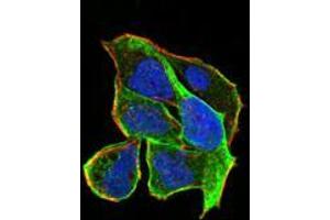 Immunofluorescence analysis of Hela cells using RND3 mouse mAb (green). (RND3 抗体  (AA 104-241))
