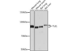 Western blot analysis of extracts of various cell lines, using TLE1 Rabbit mAb (ABIN7270903) at 1:1000 dilution.