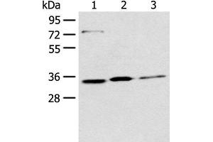 Western blot analysis of 293T Hela and A431 cell lysates using MORF4L2 Polyclonal Antibody at dilution of 1:500 (MORF4L2 抗体)