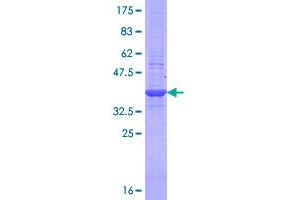 Image no. 1 for Programmed Cell Death 1 Ligand 2 (PDCD1LG2) (AA 22-111) protein (GST tag) (ABIN1314417)
