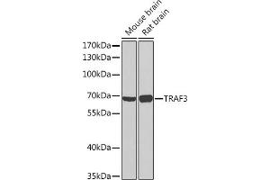 Western blot analysis of extracts of various cell lines, using TR Rabbit pAb (ABIN7270836) at 1:1000 dilution. (TRAF3 抗体  (AA 1-100))
