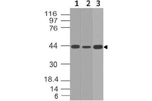 Image no. 1 for anti-Interleukin 17 Receptor E (IL17RE) (AA 50-268) antibody (ABIN5027272) (IL17RE 抗体  (AA 50-268))