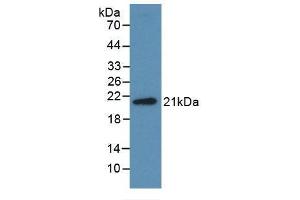 Detection of Recombinant Midkine, Human using Monoclonal Antibody to Midkine (MK) (Midkine 抗体  (AA 22-143))