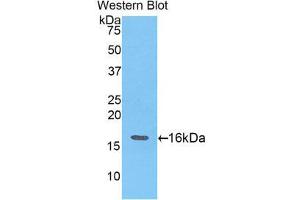 Western Blotting (WB) image for anti-Angiogenin (ANG) (AA 25-145) antibody (ABIN1857983) (ANG 抗体  (AA 25-145))