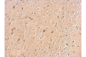 IHC-P Image Chromogranin C antibody detects SCG2 protein at cytosol on mouse brain by immunohistochemical analysis. (SCG2 抗体)
