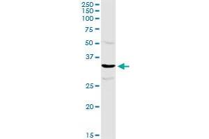 Western Blotting (WB) image for anti-Tetratricopeptide Repeat Domain 1 (TTC1) (AA 1-292) antibody (ABIN521120)