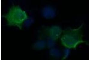 Image no. 2 for anti-HRas proto-oncogene, GTPase (HRAS) antibody (ABIN1498717) (HRAS 抗体)