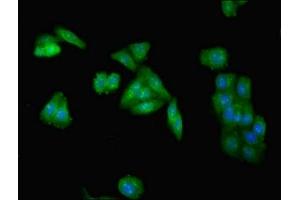 Immunofluorescent analysis of HepG2 cells using ABIN7173954 at dilution of 1:100 and Alexa Fluor 488-congugated AffiniPure Goat Anti-Rabbit IgG(H+L) (INPP5A 抗体  (AA 1-409))