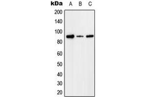 Western blot analysis of Factor I expression in HEK293T (A), Raw264. (Factor I 抗体  (Center))