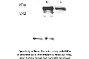 Image no. 2 for anti-Neurofibromin 1 (NF1) (N-Term) antibody (ABIN363208) (Neurofibromin 1 抗体  (N-Term))