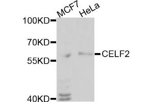 Western blot analysis of extracts of various cell lines, using CELF2 antibody (ABIN1877045) at 1:1000 dilution. (CELF2 抗体)