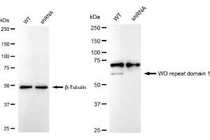 Western blotting analysis using WD repeat domain 1 antibody (ABIN7800852).