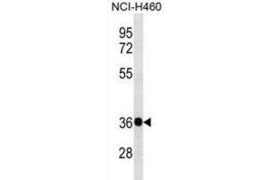 Western Blotting (WB) image for anti-Guanine Nucleotide Binding Protein (G Protein), beta Polypeptide 4 (GNB4) antibody (ABIN3000712) (GNB4 抗体)