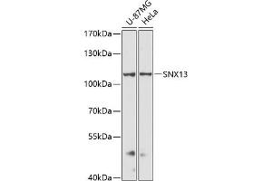 Western blot analysis of extracts of various cell lines, using SNX13 antibody (ABIN6129554, ABIN6148236, ABIN6148237 and ABIN6216585) at 1:3000 dilution. (SNX13 抗体  (AA 50-230))