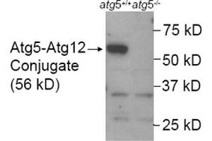 Western blot analysis of ATG5 in mouse wildtype ES cell lysate (Lane 1) using ATG5 polyclonal antibody . (ATG5 抗体  (AA 1-50))