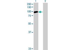 Western Blot analysis of ANKRD5 expression in transfected 293T cell line by ANKRD5 MaxPab polyclonal antibody. (ANKRD5 抗体  (AA 1-776))