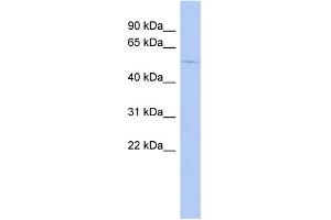 WB Suggested Anti-GABRA4 Antibody Titration:  0. (GABRA4 抗体  (N-Term))