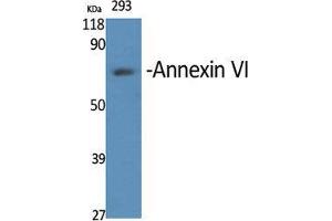 Western Blot (WB) analysis of specific cells using Annexin VI Polyclonal Antibody. (ANXA6 抗体  (N-Term))