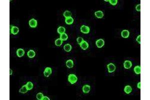 Immunofluorescence (IF) image for anti-CD4 (CD4) antibody (Alexa Fluor 488) (ABIN2657418) (CD4 抗体  (Alexa Fluor 488))