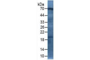 Western Blotting (WB) image for Afamin (AFM) ELISA Kit (ABIN6730921)